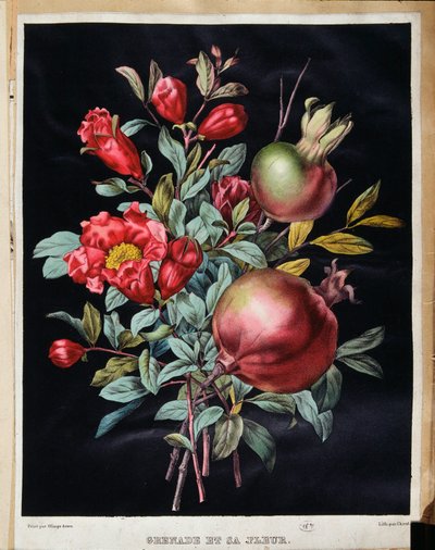 Grenade et sa fleur - planche botanique - School French