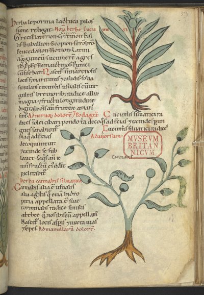 Cucumeris; Cannabis, du 