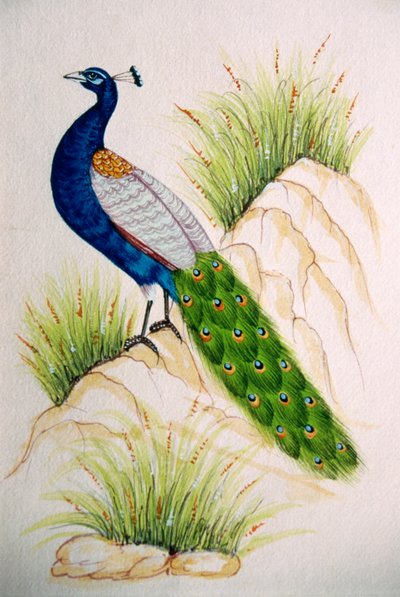 Miniature de paon sur soie - School Indian