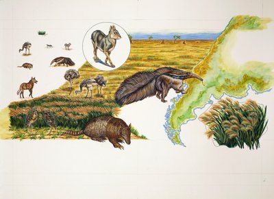 Argentine, les Pampas - School Italian