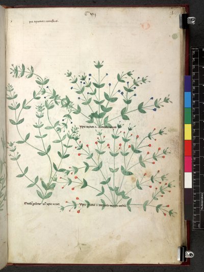Tractatus de herbis (Herbier) vers 1280-1310 - School Italian