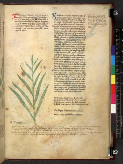 Tractatus de herbis (Herbier) vers 1280-1310 - School Italian
