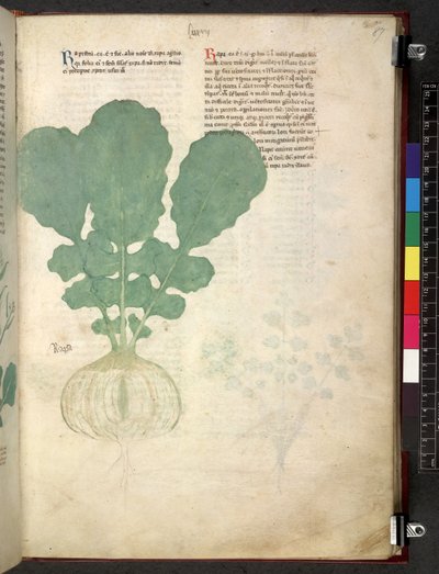 Egerton 747 Tractatus de herbis (Herbier) vers 1280-1310 - School Italian