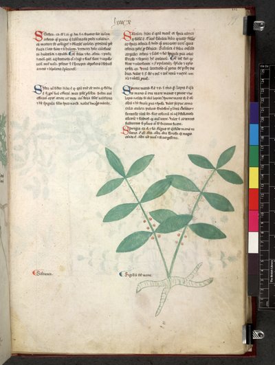 Egerton 747 Tractatus de herbis (Herbier) vers 1280-1310 - School Italian