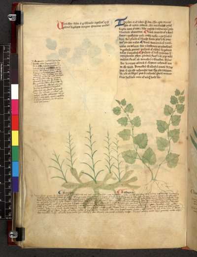 Egerton 747 Tractatus de herbis (Herbier) vers 1280-1310 - School Italian