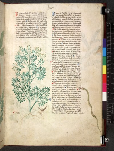 Egerton 747 Tractatus de herbis (Herbier) c.1280-1310 - School Italian