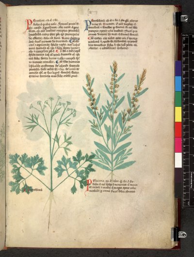 Egerton 747 Tractatus de herbis (Herbier) c.1280-1310 - School Italian