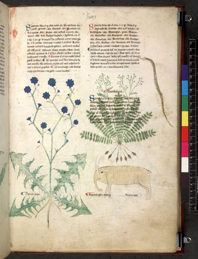 Tractatus de herbis (Herbier) c.1280-1310 - School Italian