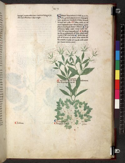 Tractatus de herbis (Herbier) c.1280-1310 - School Italian