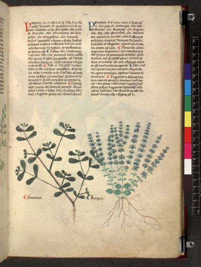 Egerton 747 Tractatus de herbis (Herbier) c.1280-1310 - School Italian
