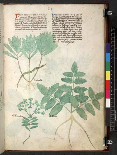 Egerton 747 Tractatus de herbis (Herbier) c.1280-1310 - School Italian