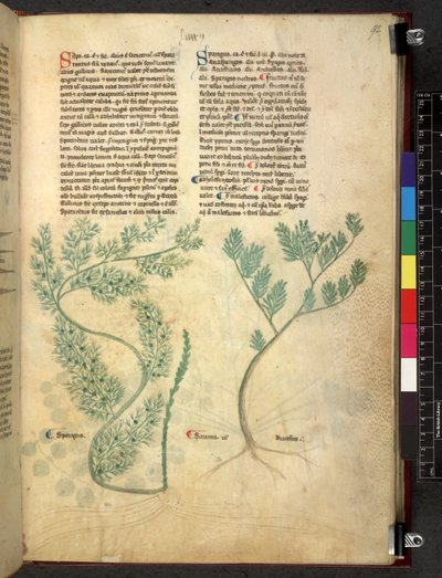 Tractatus de herbis (Herbier) vers 1280-1310 - School Italian