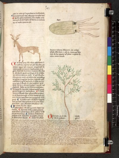Tractatus de herbis (Herbier) vers 1280-1310 - School Italian