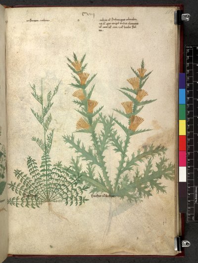 Tractatus de herbis (Herbier) vers 1280-1310 - School Italian