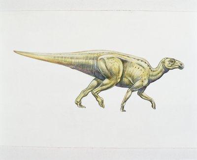 Hadrosauridé ou dinosaure à bec de canard - School Italian