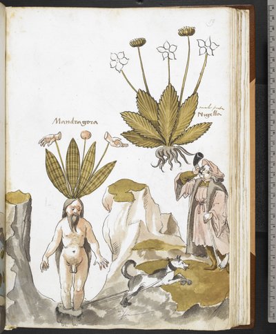 Harley MS 3736 f.59r Une mandragore tirée par un chien, de 