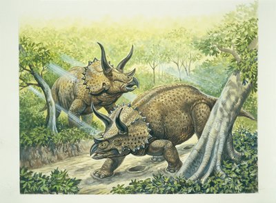 Triceratops horridus, période Crétacé - School Italian