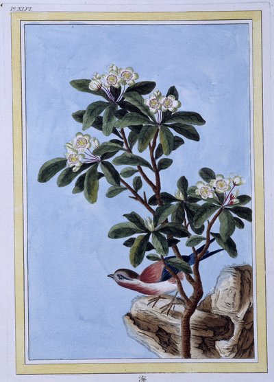 Oiseau - Estampe japonaise - Japanese School