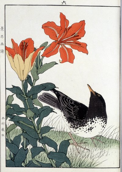 Merle et fleurs de lys - Japanese School