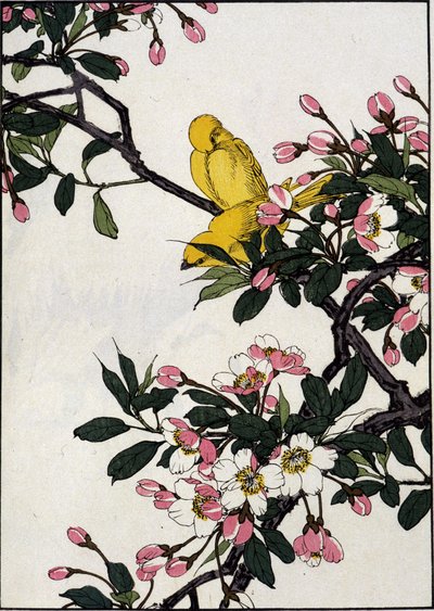 Serins sur une branche de cerisier en fleurs - Estampe japonaise - Japanese School