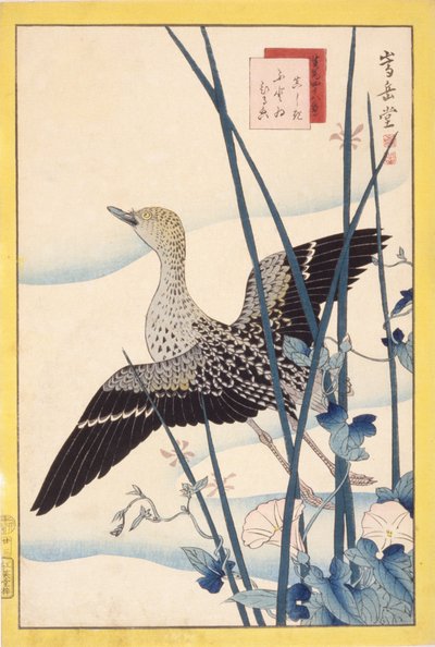 Canard sauvage - School Japanese
