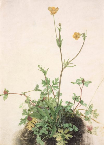 French : Renoncule, Trèfle rouge et Plantain Buttercups, Red Clover, and Plantain - School of Albrecht Dürer