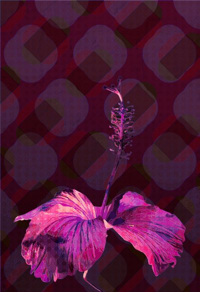 Hibiscus, 2019 - Scott J. Davis