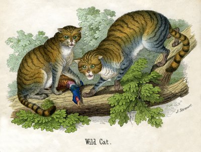 Gravure antique de deux lynx roux - Scottish School