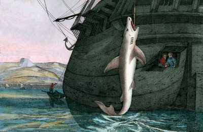 Grand requin blanc capturé en mer - Scottish School