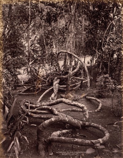 Une liane dans les jardins de Peradeniya, Ceylan, vers 1880 - Scowen and Co.