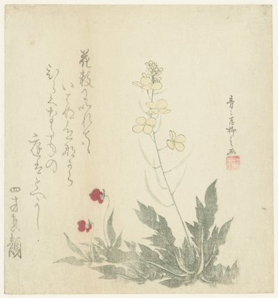 Plantes à fleurs - Seiseikyo Ryûshi