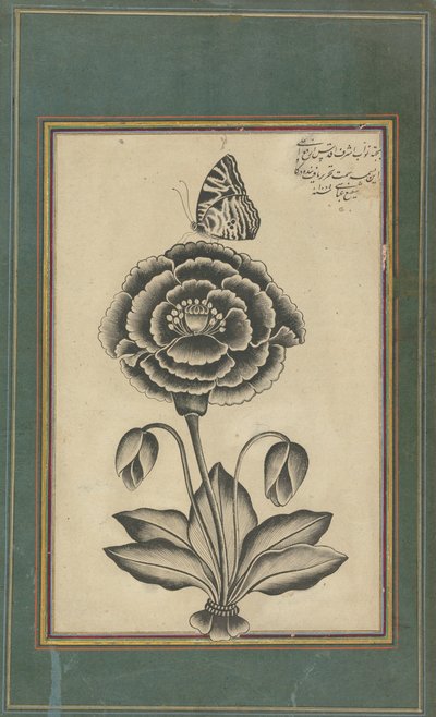 Fleur et papillon - Shafi