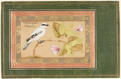 Oiseau noir et blanc perché sur un arbuste - Shafi