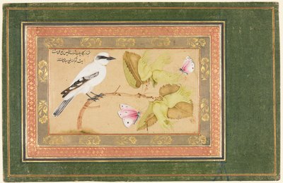 Oiseau noir et blanc perché sur un arbuste - Shafi Abbasi