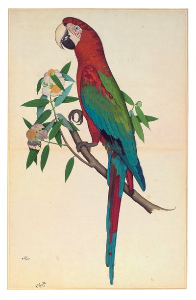 Un Ara chloroptère, c.1780 - Shaikh Zain ud Din (fl.1777 83)
