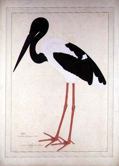 Cigogne à cou noir, Xenorhynchus Asiaticus, peint pour Lady Impey à Calcutta - Shaikh Zain ud Din (fl.1777 83)