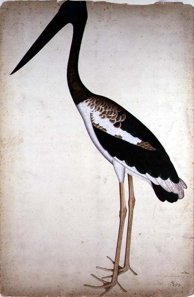 Cigogne à cou noir, Xenorhynchus Asiaticus, peinte pour Lady Impey à Calcutta, vers 1780 - Shaikh Zain ud Din (fl.1777 83)