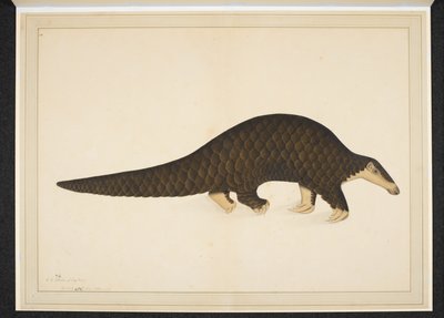 Pangolin ou fourmilier écailleux - Shaikh Zain ud Din (fl.1777 83)
