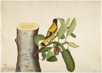 Oriole à capuchon noir et insecte sur une souche de jacquier, folio d
