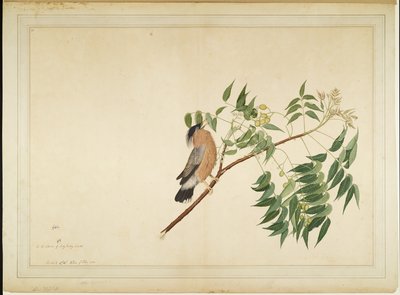 Étourneau brahmane sur une branche de neem, folio d