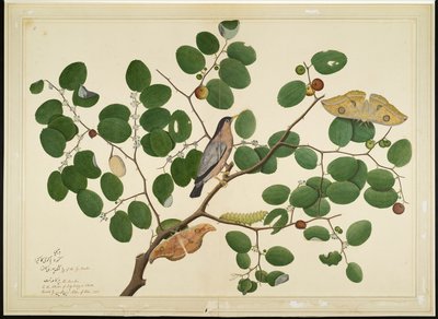 Étourneau brahmane avec deux papillons Antheraea, chenille et cocon sur un arbre jujube indien, folio d