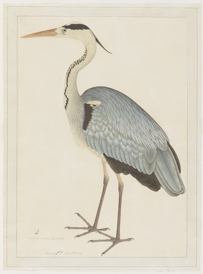 Héron cendré, folio d