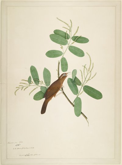 Hwamei sur une branche de Terminalia, folio d