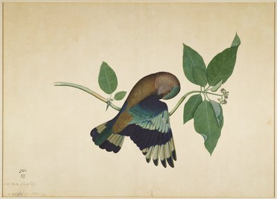 Rollier indien sur une branche de santal, folio d