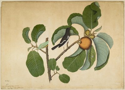 Pie orientale avec katydid et sauterelle sur une branche de Monkey Jack, folio d
