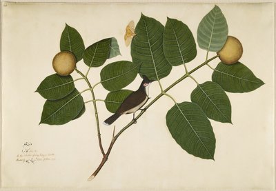 Bulbul à moustaches rouges et papillon Aganais Ficus sur une branche de Kadamba, folio d