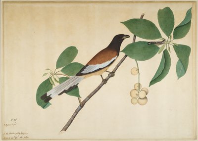 Pie rousse et chenille sur une branche, folio d
