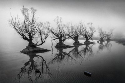 Des arbres dénudés dans le brouillard - Shanrui Ren
