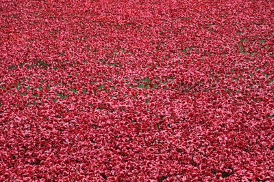 Terres ensanglantées et mers de rouge, Tour de Londres, 2014 - Sheldon Marshall