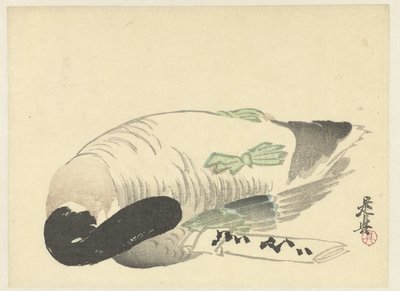Canard mort à côté d